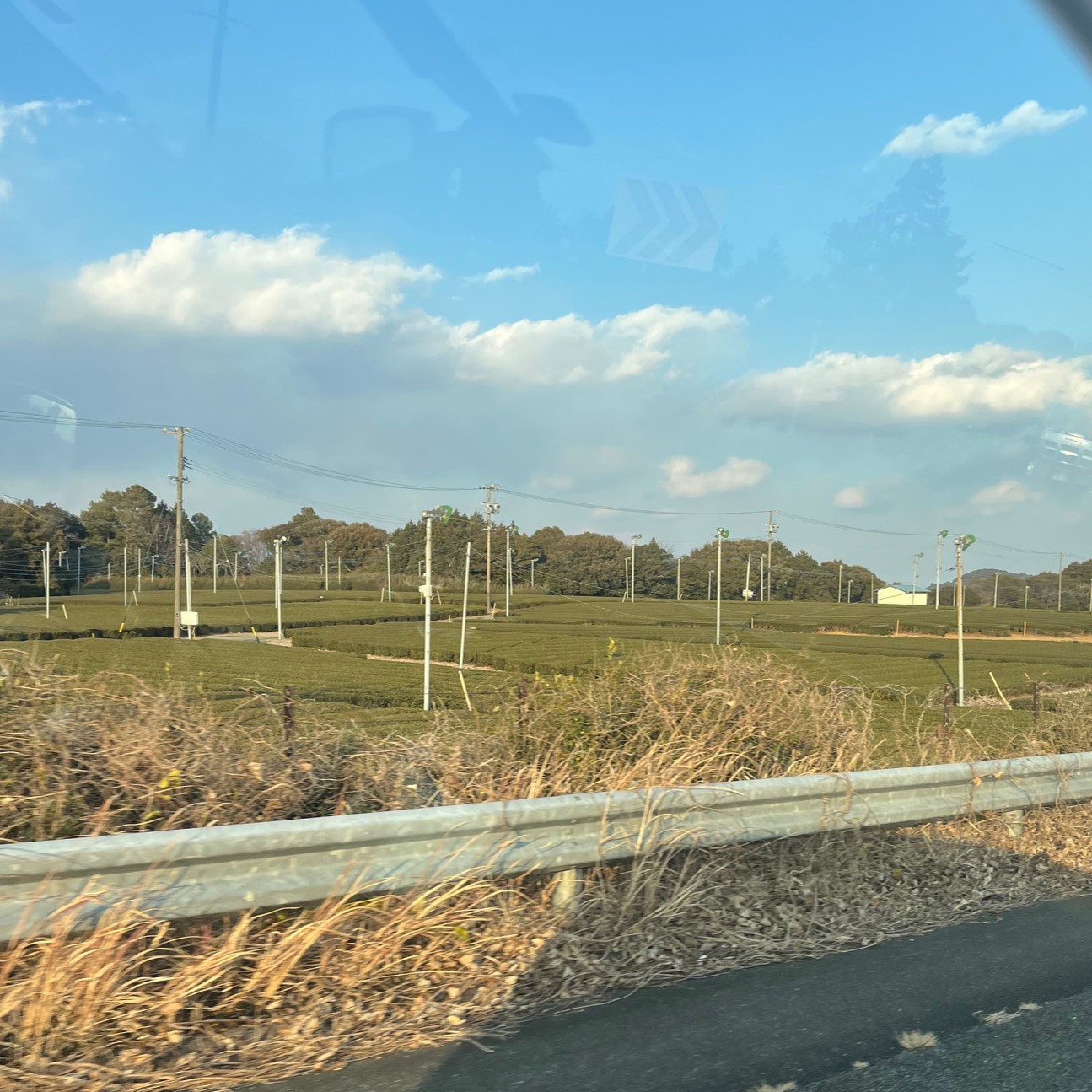 東名高速道路、静岡県掛川市あたりで見えてくる広大な茶畑。低い背丈の美しい緑が綺麗に並んでいる