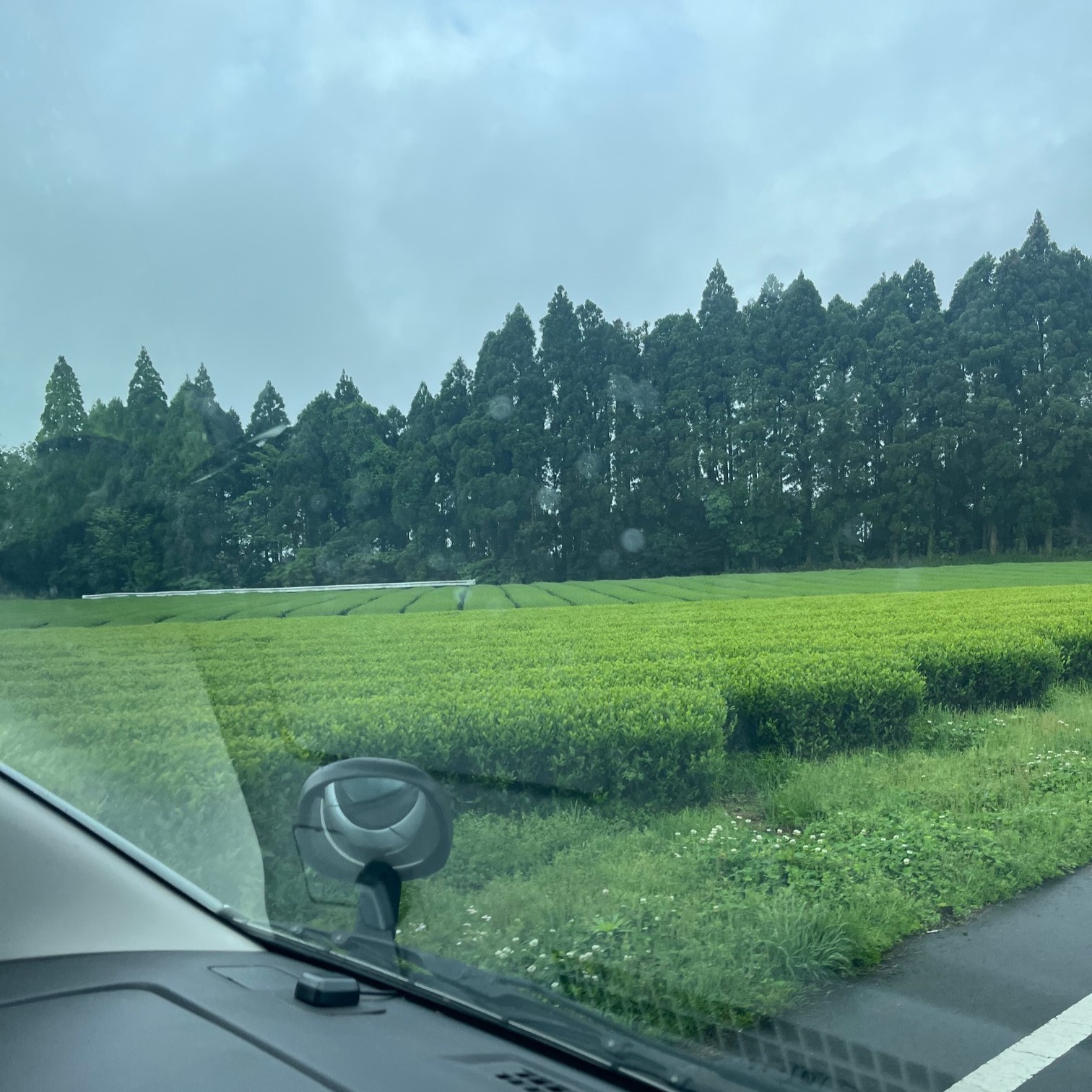 防風林に守られた茶畑が広がっている